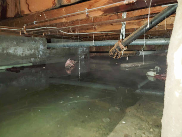 Best Flood restoration services  in Colfax, IL